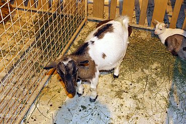 Image00073.jpg